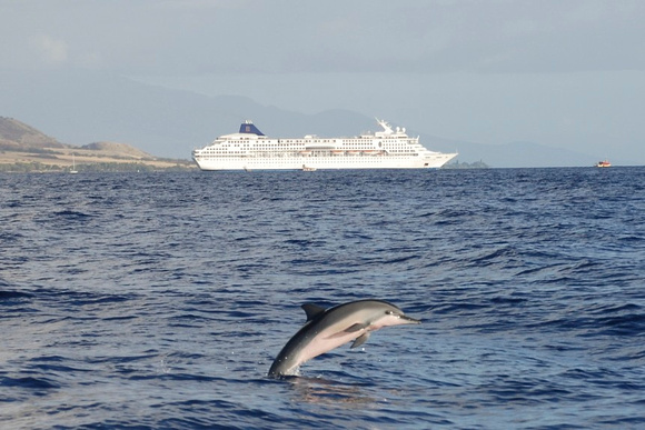 Spinner Dolphins of Maui, HI