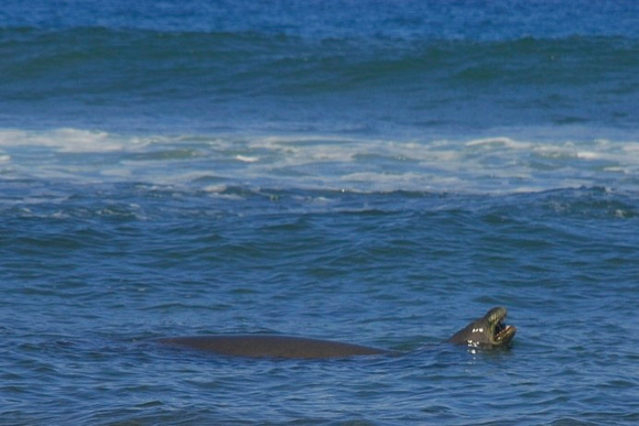 Endangered Monk Seal on Maui, HI
